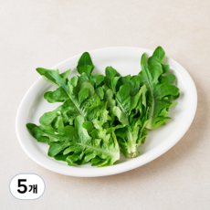 국내산 오크립, 5개, 100g