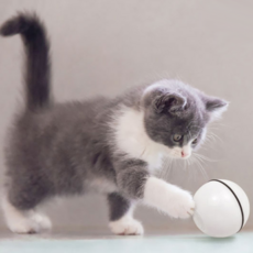 韓國 NONDA 貓咪LED自動旋風玩具, PT2003, 白色