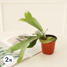 모리앤 박쥐란 플라스틱 포트, 그린, 2개