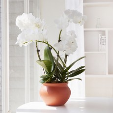 그리니움 생화 서양난 화이트민트 + 화한리본 + 메세지카드 세트, 혼합색상, 1세트