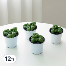 코코도르팜 허브 바질 포트 소형, 랜덤발송, 12개