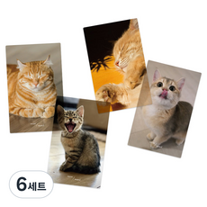 리코즈 포토카드 반투명 북마크 4종 세트, 07 고먐미, 6세트
