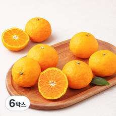 아주마 산지직송 제주 카라향 중과 6~10입, 1.5kg, 6박스