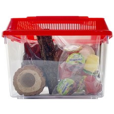 벅스프린스 반려동물 사슴벌레 초급자 사육세트, 레드, 1개