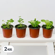 코코도르팜 채소 포트 소형 2종 이탈리안파슬리 2p+ 버터헤드레터스 2p, 랜덤발송(화분포트), 2세트