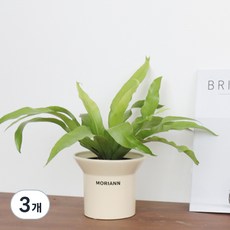 모리앤 아비스 고사리 포트식물, 혼합색상, 3개