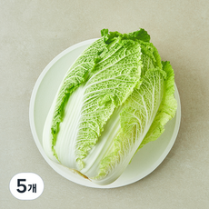 땅끝 해남 배추, 1.6kg, 5개, 1개입
