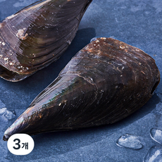 산지직송 바다림 생물 키조개 2미 (냉장), 300g 내외, 3개