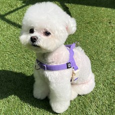 Mungtem 狗狗防暴衝Palette胸背帶, 鮮豔紫色