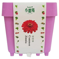 台灣 iPlant 積木農場盆栽, 百日草