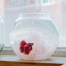 Asel 鬥魚屋, 單一顏色, 1個