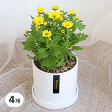블뤼엔 관엽식물 스위프티 국화, 옐로우, 4개