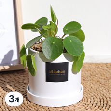 블뤼엔 공기정화식물 필레아페페 생화, 혼합색상, 3개