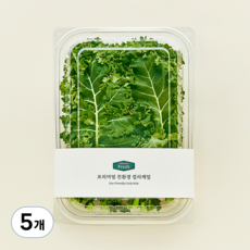 프리미엄 친환경 컬리케일, 100g, 5개