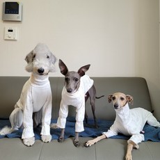 도기스타 아이쥐 이탈리안그레이하운드 잠옷 올인원, 1개