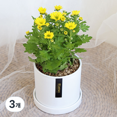 블뤼엔 관엽식물 스위프티 국화, 옐로우, 3개