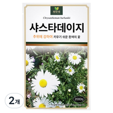 다농 씨앗애 샤스타데이지 씨앗 2000p, 2개