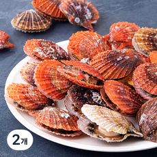 단디프레시 생물 비단가리비 (냉장), 1kg, 2개