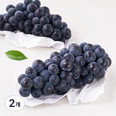 한옥토 캠벨 포도, 2개, 500g(2송이)