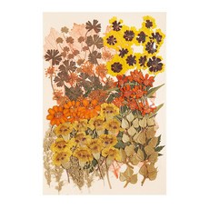 寫信的日子 壓花組合 1321, 橘色