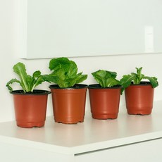 코코도르팜 채소 포트 소형 로메인상추 4p, 랜덤발송(화분 포트), 3개