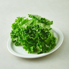 뿌리가 생생한 바타비아, 1개, 160g