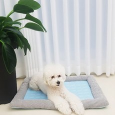 Companion 冰酷涼感墊, 混合顏色, 1個