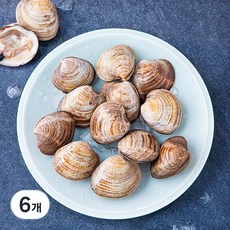 생물 백합조개, 6개, 600g