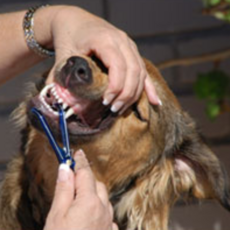 Dogi Dental Aid 牙線套組隨機出貨, 1個