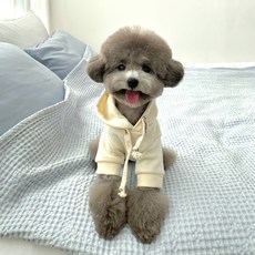 Grooming Dog 狗用休閒素色連帽衣, 象牙白