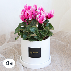 블뤼엔 관엽식물 시클라멘, 투톤핑크, 4개