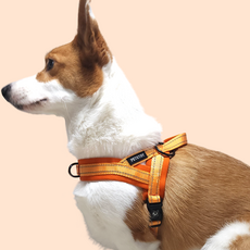 PETSTRY 狗狗氣墊Easy Walk胸背帶, 橘色