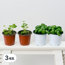 코코도르팜 채소 포트 소형 2종 이탈리안파슬리 2p + 바질 2p, 랜덤발송(화분포트), 3세트