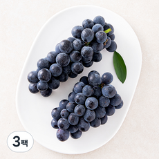 프레시픽 유명산지 캠벨포도, 3팩, 500g