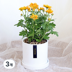 블뤼엔 관엽식물 스위프티 국화, 오렌지, 3개