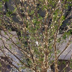 21C Trend 200線煙花串燈, 黃色