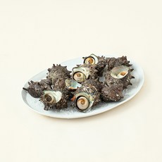 남해안 산지직송 자연산 생물 뿔소라 (냉장), 1kg, 1개