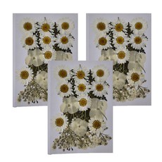 A-ONE 匯旺 真花壓花 中花包 Set 3個, 白菊盛開