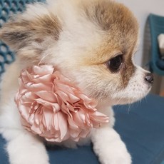 도그맘 반려동물 로제헤어밴드 S~M, 혼합 색상, 1개