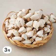 국내산 미니 새송이버섯, 2kg, 3개