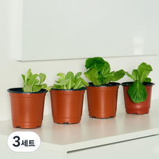 코코도르팜 채소 포트 소형 2종 버터헤드레터스 2p+ 로메인상추 2p, 랜덤발송(화분포트), 3세트