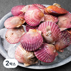 단디프레시 남해안 생물가리비, 1.5kg, 2박스