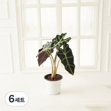 모리앤 거북알로카시아 식물 + 포트 세트, 랜덤발송(포트), 6세트