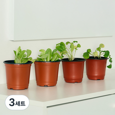 코코도르팜 채소 포트 소형 2종 버터헤드레터스 2p + 루꼴라 2p, 랜덤발송(화분 포트), 3세트