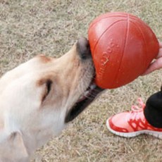 PLANET DOG 犬用籃球玩具球, 混色, 1個