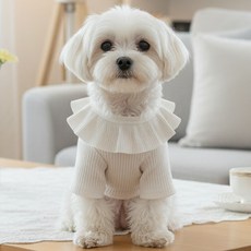 Petit Dog 狗蜥蜴茶 DT067, 白色