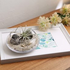 GLASSCO 玻璃水盤, 透明(小)