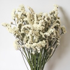 GAPANG 乾燥花 DRYB106, 07號