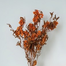 GAPANG 黑種草乾燥花 DRYB145, 12號(橘色)