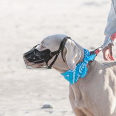 Oops 大型寵物犬皮革不鏽鋼嘴套 S, 黑色, 1個